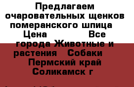 Предлагаем очаровательных щенков померанского шпица › Цена ­ 15 000 - Все города Животные и растения » Собаки   . Пермский край,Соликамск г.